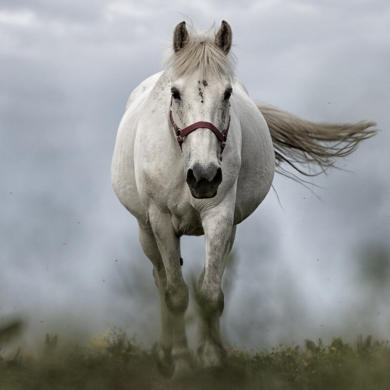 pale horse