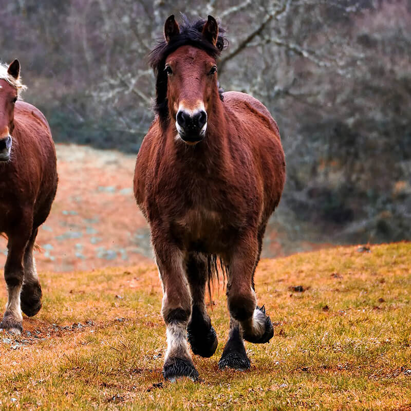 running horse