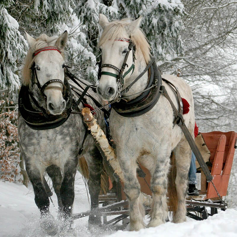 sled horse