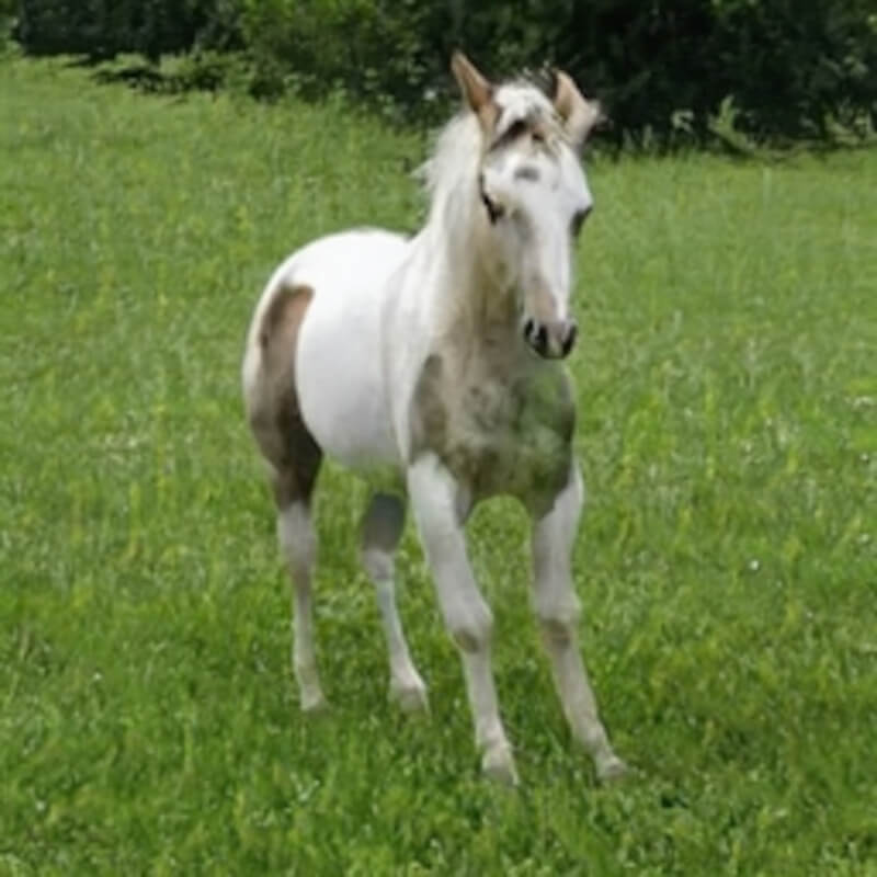 small white horse