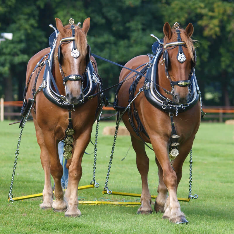 two suffolk punch horses