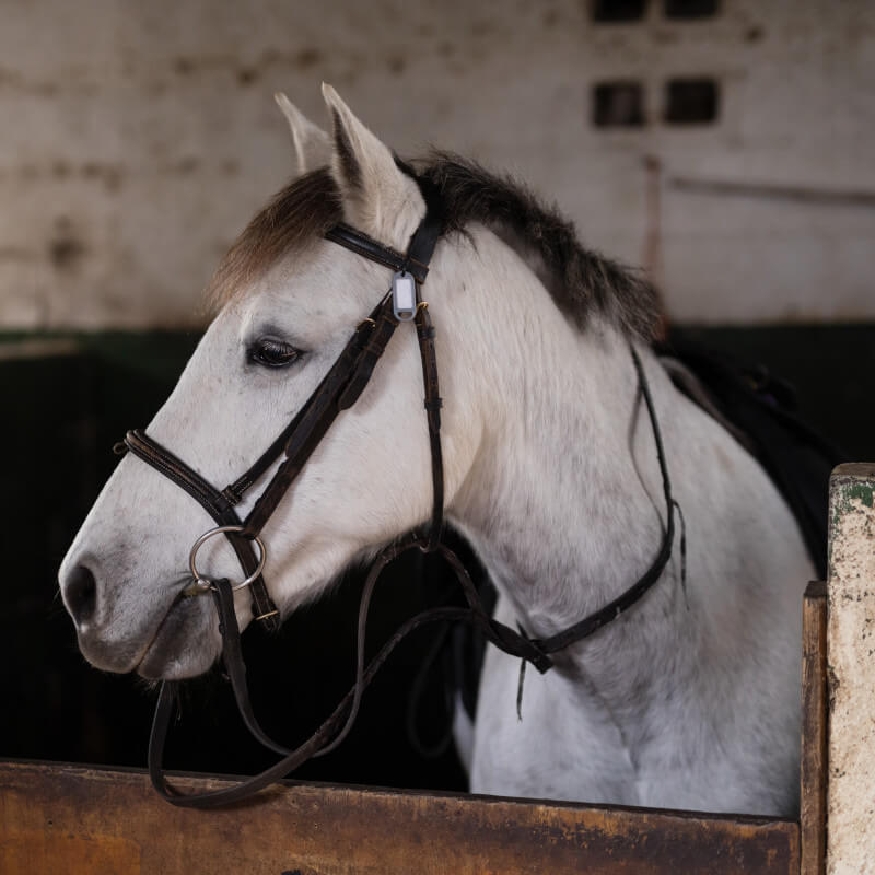 white horse in stable