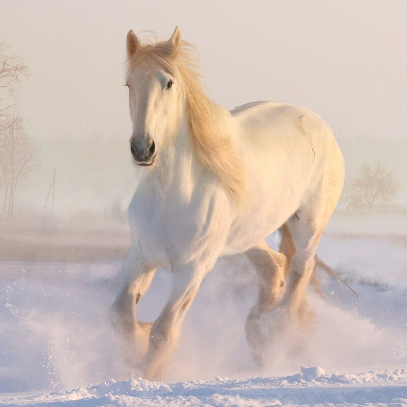 white horse