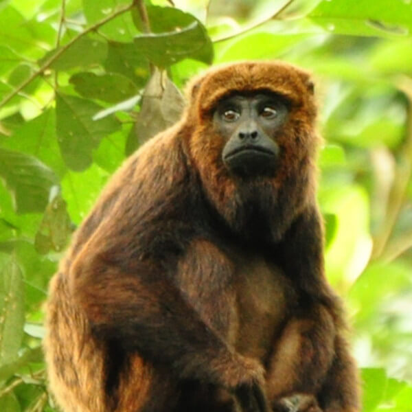 Howler Monkey