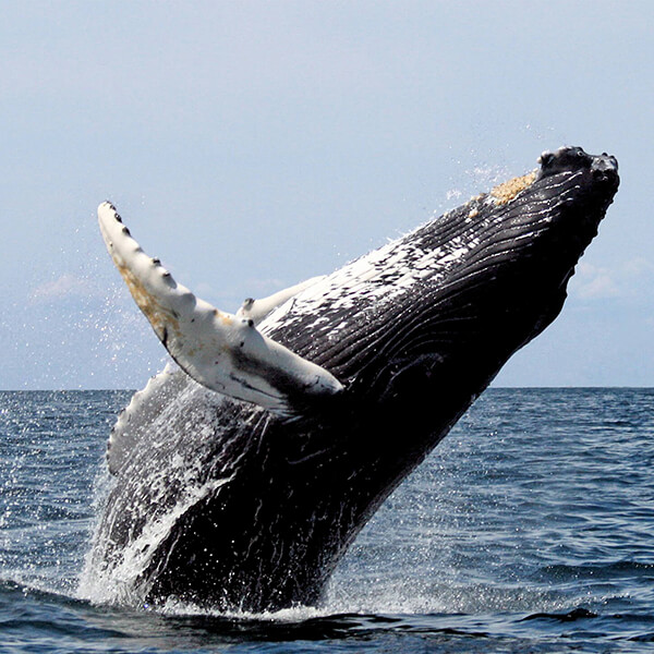 Humpback Whale