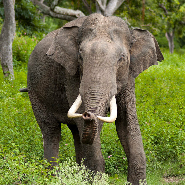 Indian Elephant