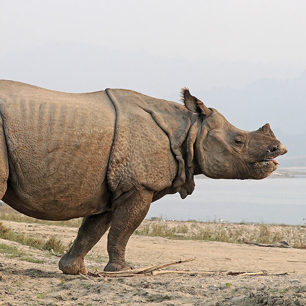 Indian Rhinoceros