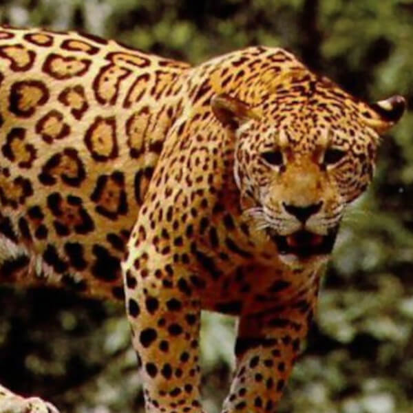 Jaguar