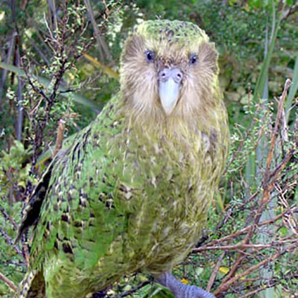 Kakapo