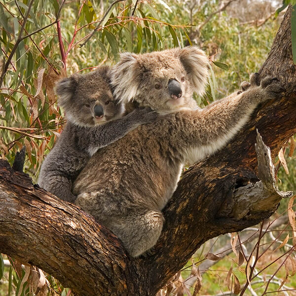 Koala