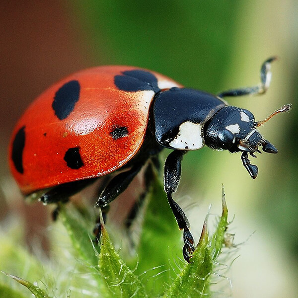 Random Animal Generator Generators List