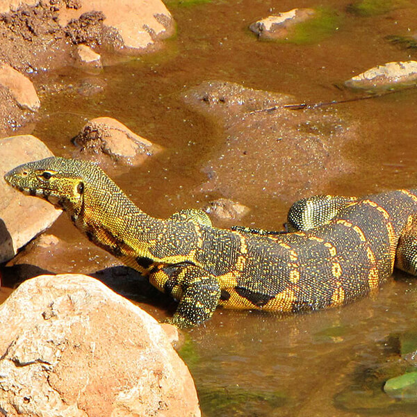 Monitor Lizard