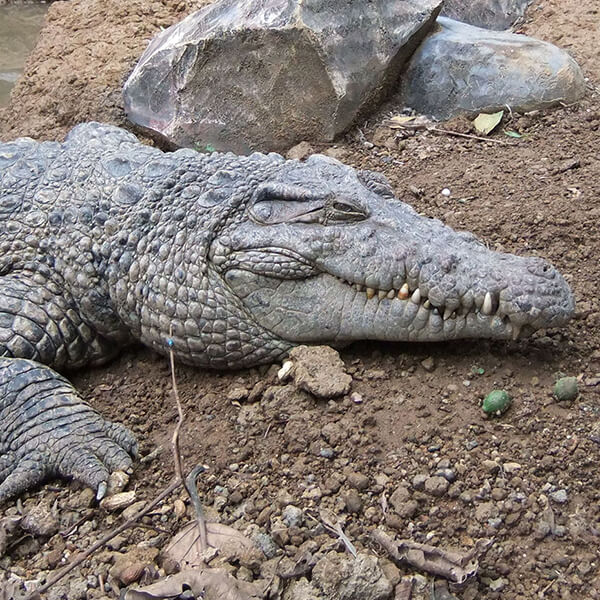 New Guinea Crocodile