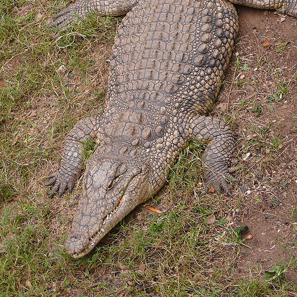 Nile Crocodile