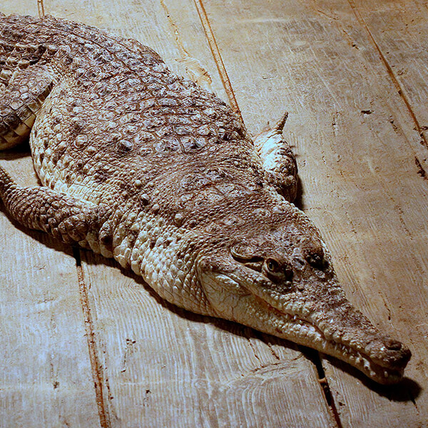 Orinoco Crocodile
