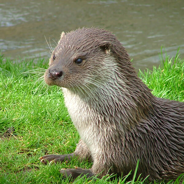 Otter