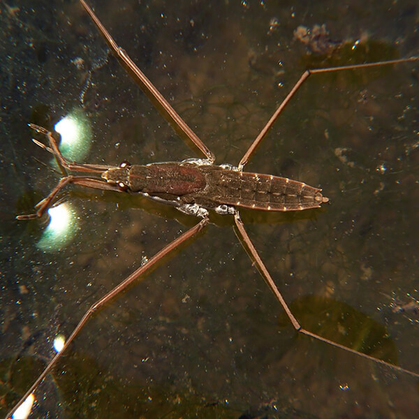 Pond Skater