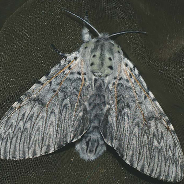 Puss Moth