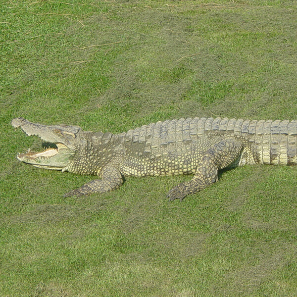 Siamese Crocodile