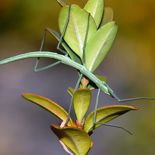 Spanish Walking Stick