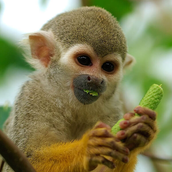 Squirrel Monkey