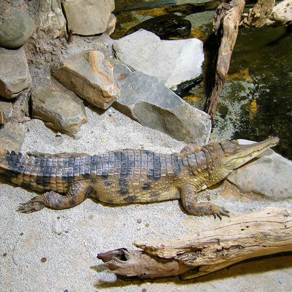 West African Slender-snouted Crocodile