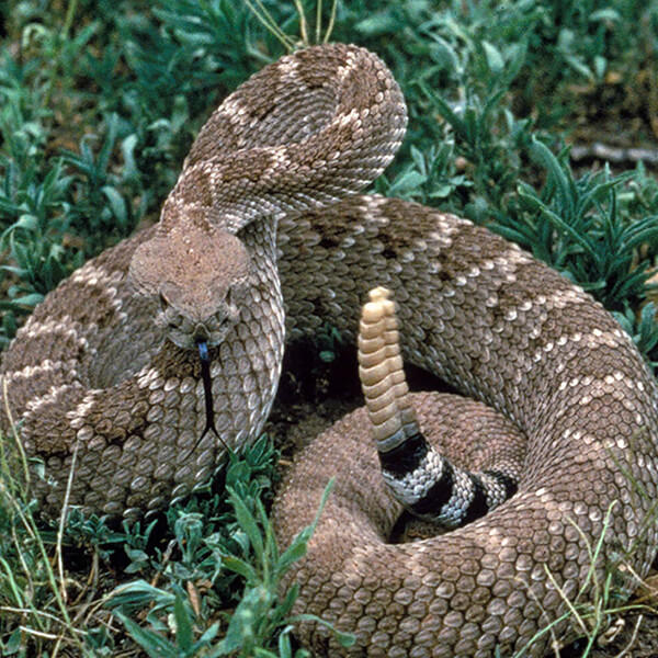 Western Diamondback Rattlesnake