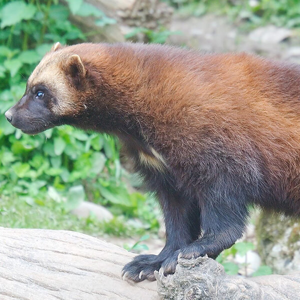 Random Animal Generator Generators List