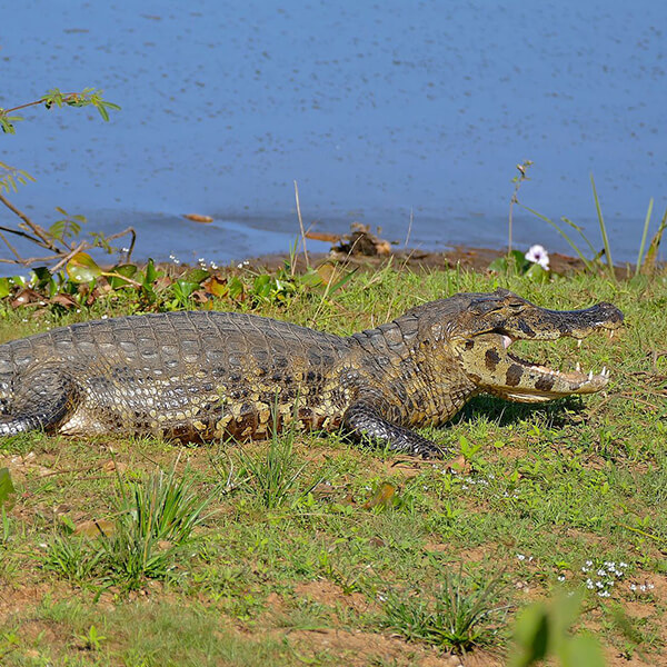Yacare Caiman