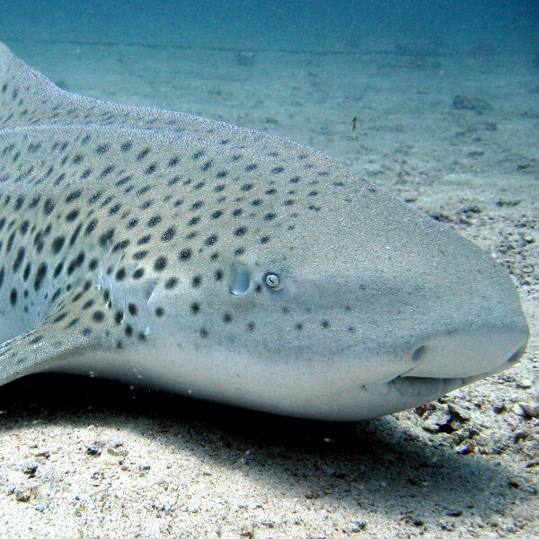 Zebra Shark