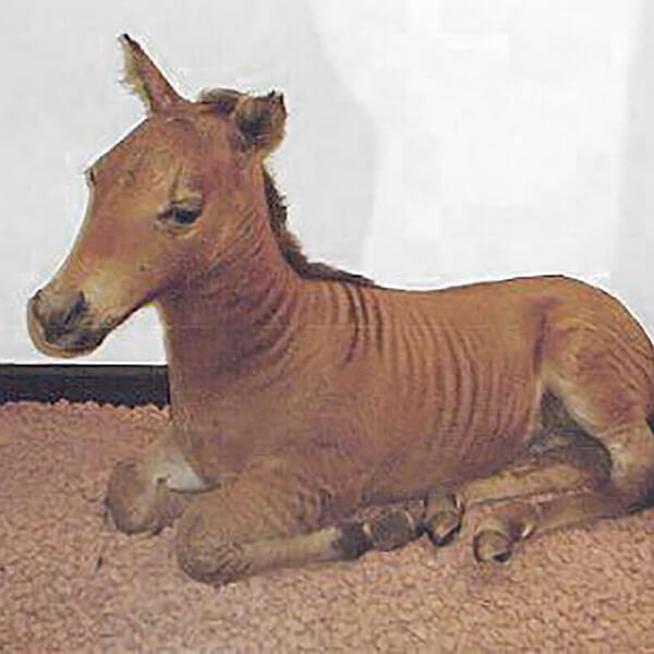 Random Animal Generator Generators List