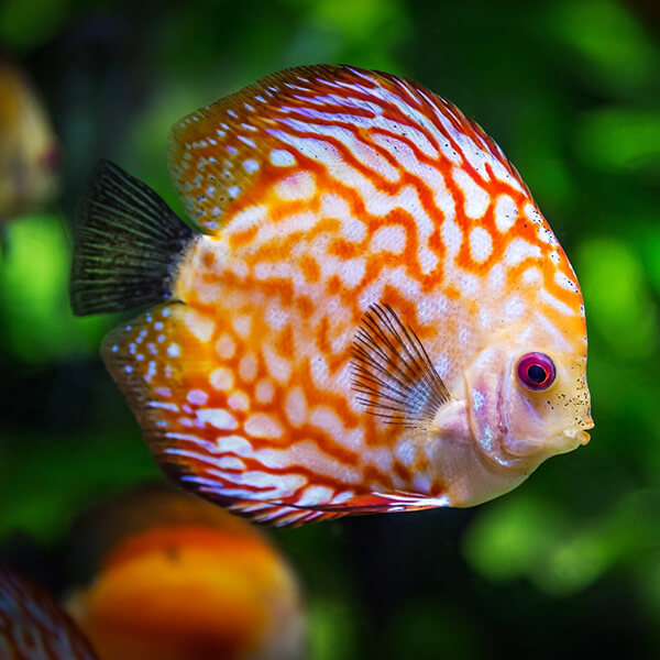 close-up of a discus fish