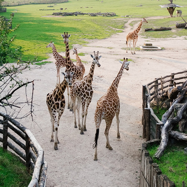 overlooking giraffes at the prague zoo