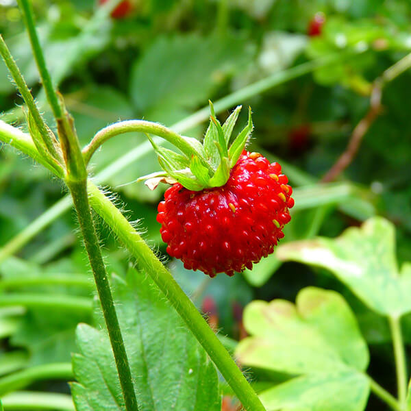 strawberry plant