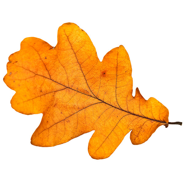 leaf