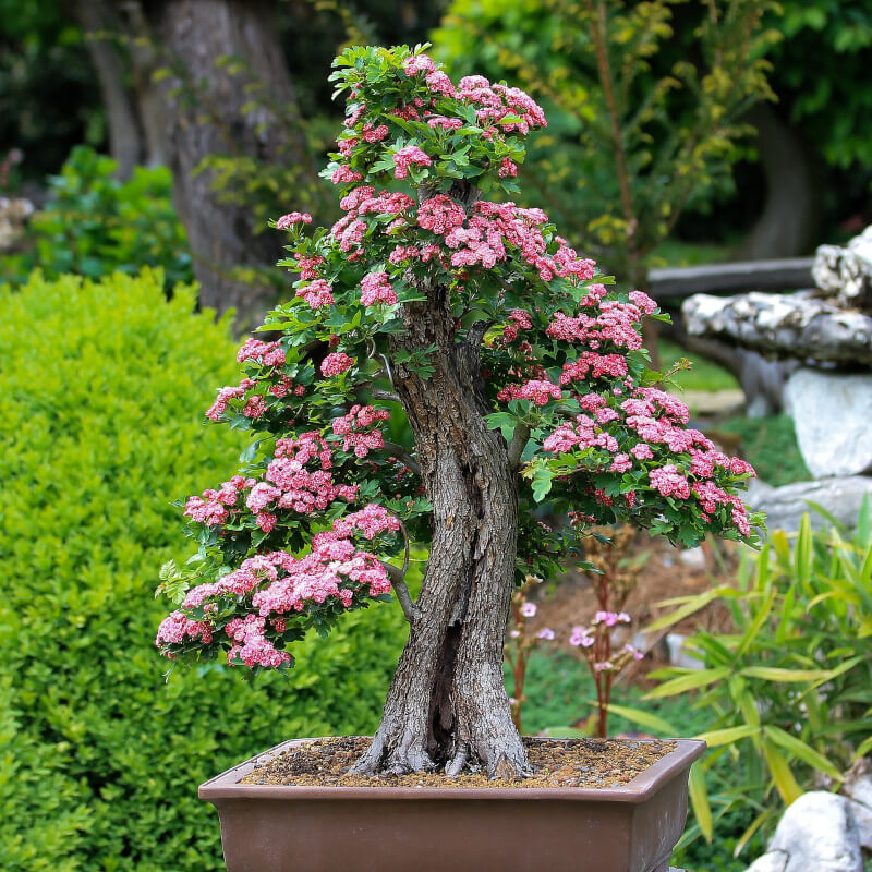 outdoor bonsai tree with pink flowers