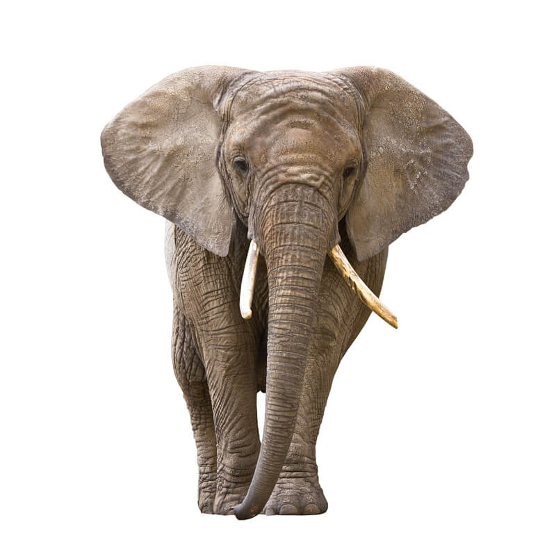 adult elephant