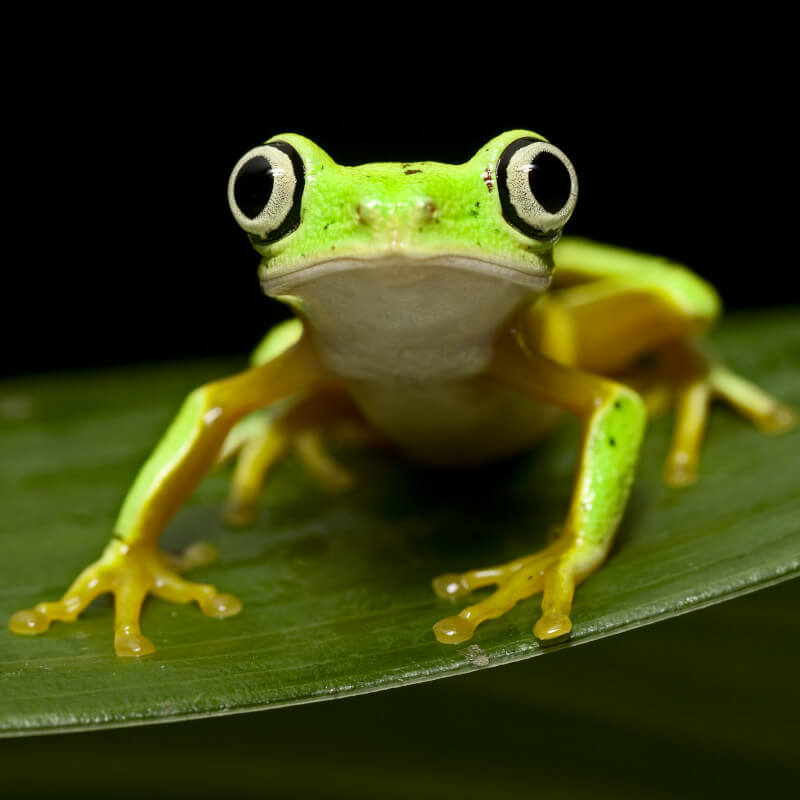 tree frog