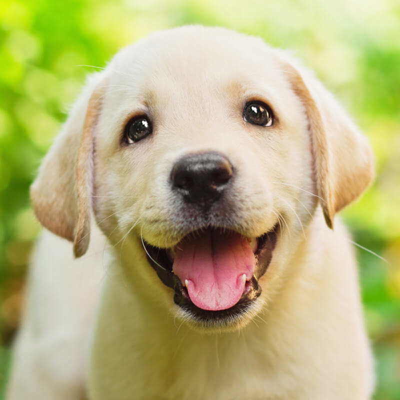 yellow labrador retriever puppy